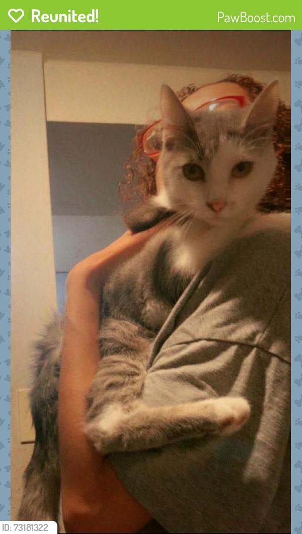 Reunited Male Cat last seen Pershing and Albany, Chicago, IL 60632