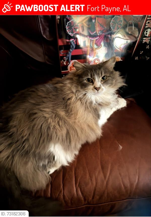 Lost Female Cat last seen 2nd St NW, 3rd St NW, 4th St NW, Georgia St NW, Fort Payne City Hall, Fort Payne, AL 35967