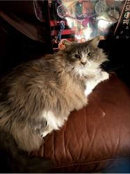 Lost Female Cat last seen 2nd St NW, 3rd St NW, 4th St NW, Georgia St NW, Fort Payne City Hall, Fort Payne, AL 35967