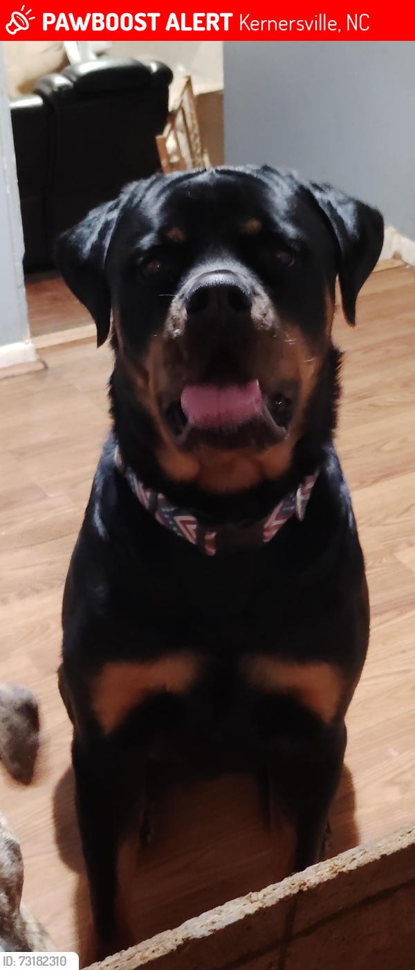 Lost Male Dog last seen Stonehaven Rd and Banbridge Rd, Kernersville, NC 27284