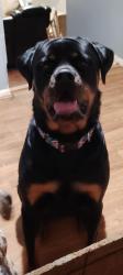 Lost Male Dog last seen Stonehaven Rd and Banbridge Rd, Kernersville, NC 27284