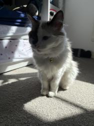 Reunited Female Cat last seen Hawkfields, Luton, England LU2 7NW