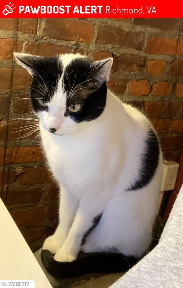 Lost Female Cat last seen Near Cliff Ave x Gladstone Ave, Richmond, VA 23222