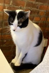 Lost Female Cat last seen Near Cliff Ave x Gladstone Ave, Richmond, VA 23222