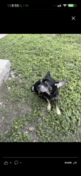 Lost Female Dog last seen Near Barry Street, Corpus Christi, TX 78411