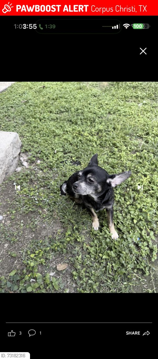 Lost Female Dog last seen Near Barry Street, Corpus Christi, TX 78411