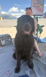 Lost Male Dog last seen Colt drive, Saratoga Springs, UT 84045