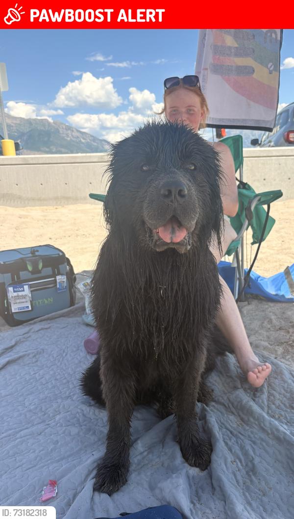 Lost Male Dog last seen Colt drive, Saratoga Springs, UT 84045