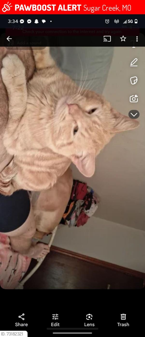 Lost Male Cat last seen Felton St, Sugar Creek, MO 64054