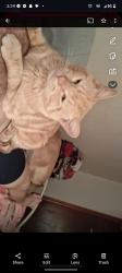 Lost Male Cat last seen Felton St, Sugar Creek, MO 64054