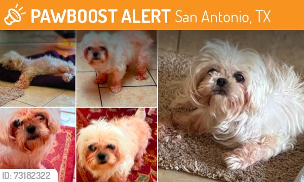 Found/Stray Unknown Dog last seen Duck pond, San Antonio, TX 78245