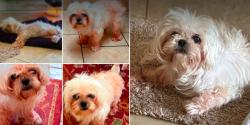 Found/Stray Unknown Dog last seen Duck pond, San Antonio, TX 78245