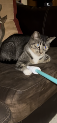 Lost Female Cat last seen Safeway, Springfield, OR 97477