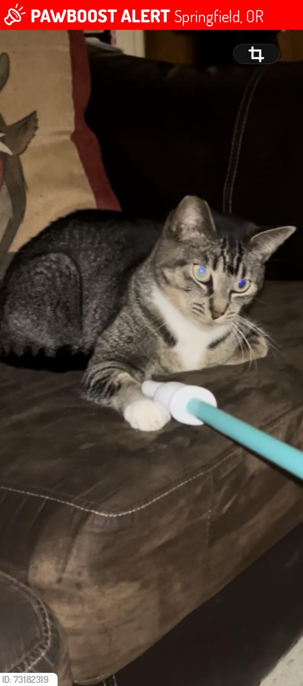 Lost Female Cat last seen Safeway, Springfield, OR 97477