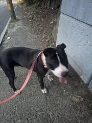 Reunited Male Dog last seen Near Oakville Ave, Waterbury, CT 06708, USA, Waterbury, CT 06708