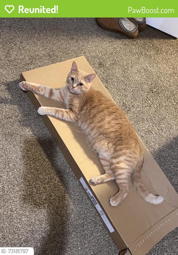 Reunited Male Cat last seen Near Lincolnia Rd, Alexandria, VA 22312, USA, Alexandria, VA 22312
