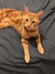 Reunited Male Cat last seen Brunswick Court, Greater London, England 
