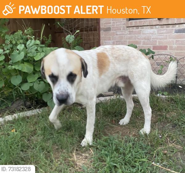 Found/Stray Male Dog last seen Near & Huffmeister. Cypress tx, Houston, TX 77429