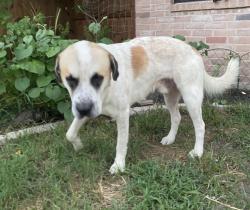 Found/Stray Male Dog last seen Near & Huffmeister. Cypress tx, Houston, TX 77429