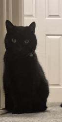 Reunited Female Cat last seen Not far from the Shovels pub, Common Edge Road., Blackpool, England 