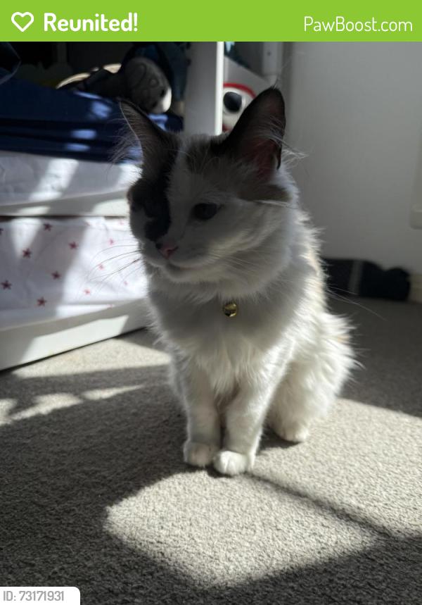 Reunited Female Cat last seen Hawkfields, Luton, England LU2 7NW