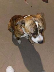 Reunited Male Dog last seen Near W 2nd St, Azusa, CA 91702, USA, Azusa, CA 91702