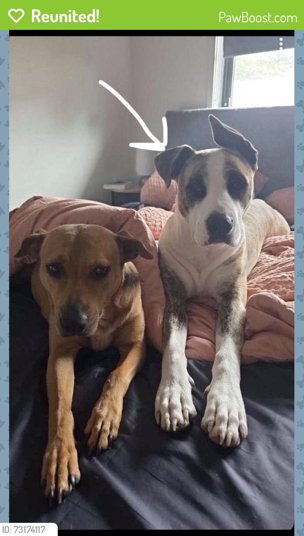 Reunited Male Dog last seen Caldwell street, Goodna, QLD 4300