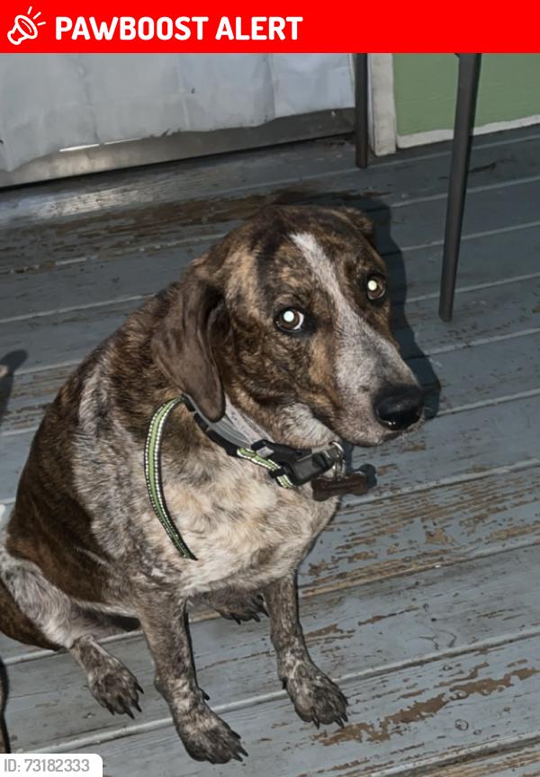 Lost Female Dog last seen Close to Zion Methodist Church Rockingham, Richmond County, NC 28379