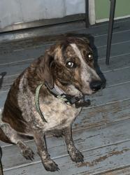 Lost Female Dog last seen Close to Zion Methodist Church Rockingham, Richmond County, NC 28379