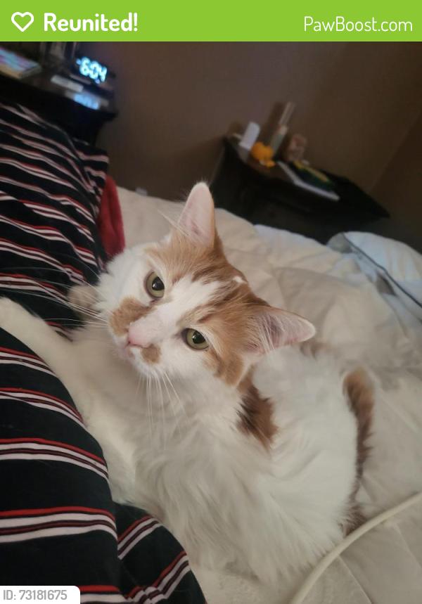 Reunited Male Cat last seen Near Farringdon/Drakefield/250th/260th, Euclid, OH 44132