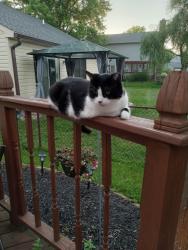 Reunited Male Cat last seen Cumberland ests Watts Bar Ct and 10th St., Cumberland, IN 46229