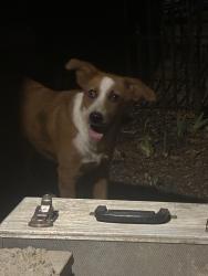 Found/Stray Female Dog last seen By the Arkansas rive, Morrilton, AR 72110