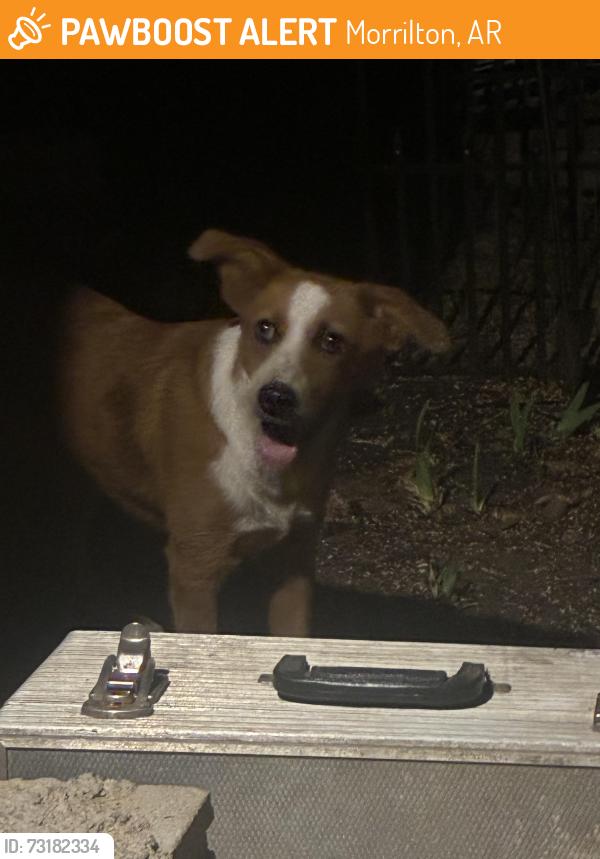 Found/Stray Female Dog last seen By the Arkansas rive, Morrilton, AR 72110