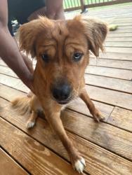 Found/Stray Male Dog last seen Canastota Highschool, Canastota, NY 13032