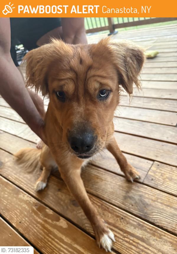 Found/Stray Male Dog last seen Canastota Highschool, Canastota, NY 13032