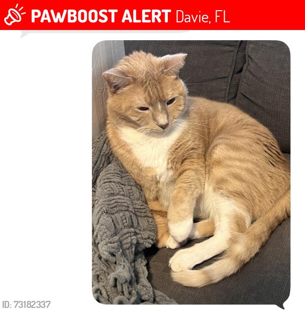 Lost Male Cat last seen Forest Ridge- Davie, Davie, FL 33328