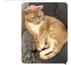 Lost Male Cat last seen Forest Ridge- Davie, Davie, FL 33328