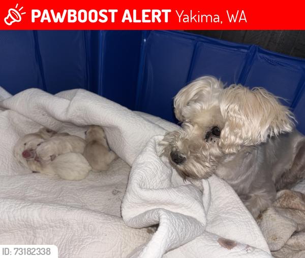 Lost Female Dog last seen Garfield elementary, Yakima, WA 98902