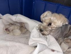 Lost Female Dog last seen Garfield elementary, Yakima, WA 98902