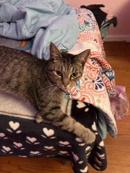 Reunited Male Cat last seen Riggs Road, Adelphi Maryland, Adelphi, MD 20783