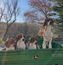Reunited Male Dog last seen Near Mount Airy MD, Mount Airy, MD 21771
