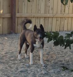 Reunited Male Dog last seen Near Portofino Way, Palmdale, CA 93552, USA, Palmdale, CA 93552