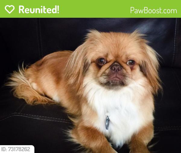 Reunited Female Dog last seen Shirebrook dr, Sugar Land, TX 77498