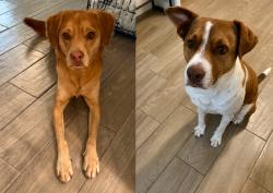 Lost Female Dog last seen Five Forks Rd, Spring, TX 77379