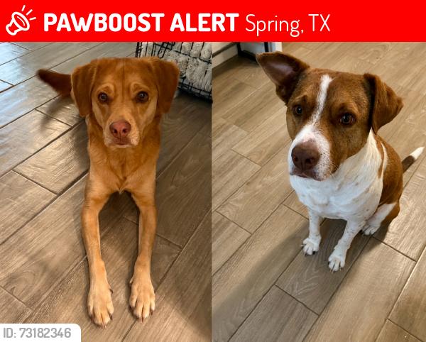 Lost Female Dog last seen Five Forks Rd, Spring, TX 77379