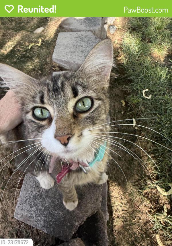 Reunited Female Cat last seen Talara Ln, North Las Vegas, NV 89032