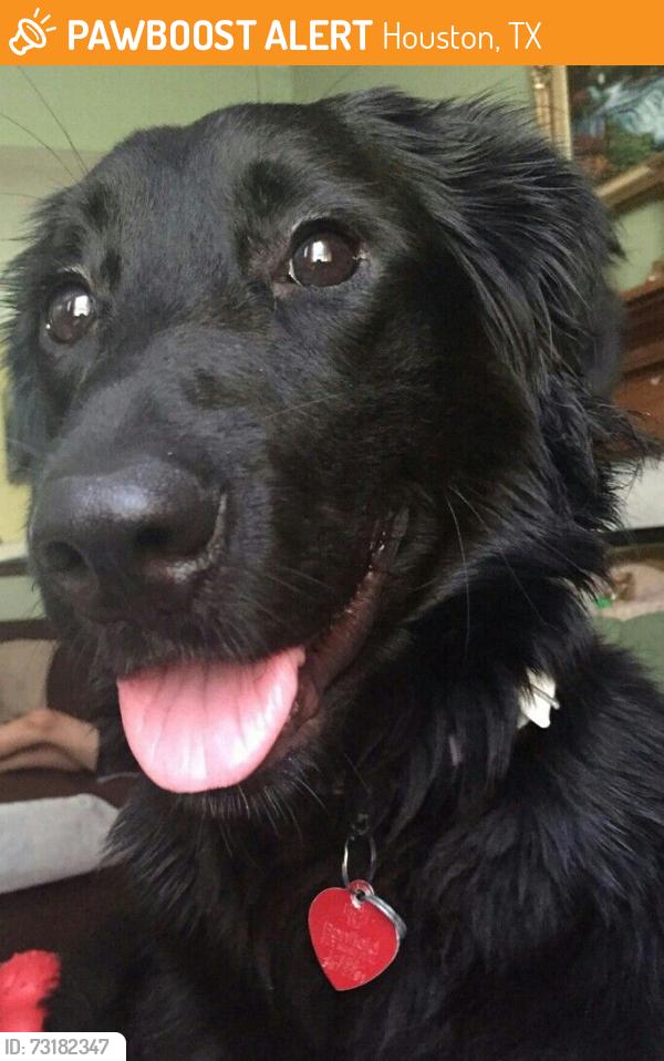 Found/Stray Unknown Dog last seen shawna & cairnway, Houston, TX 77084