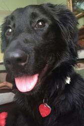 Found/Stray Unknown Dog last seen shawna & cairnway, Houston, TX 77084