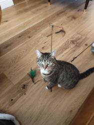 Reunited Female Cat last seen Lu40hy, Luton, England LU4 0HY