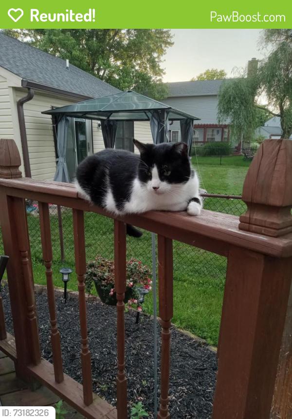 Reunited Male Cat last seen Cumberland ests Watts Bar Ct and 10th St., Cumberland, IN 46229